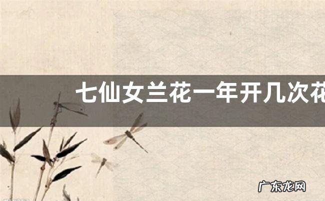 七仙女兰花一年开几次花