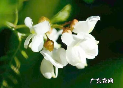 国槐一年开几次花