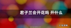 君子兰会开花吗 开什么颜色的花