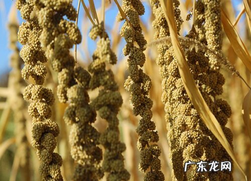 谷子什么时候成熟