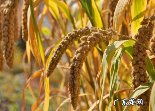 谷子什么时候成熟