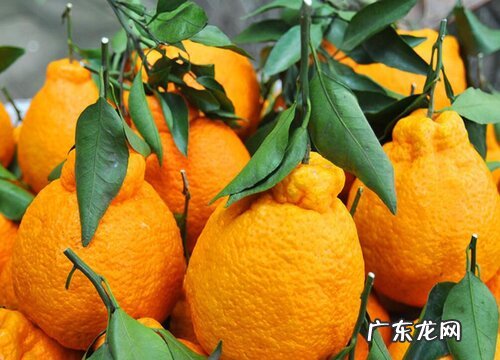 丑八怪什么时候成熟