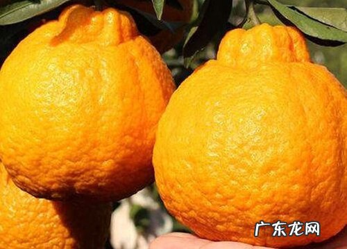 丑八怪什么时候成熟