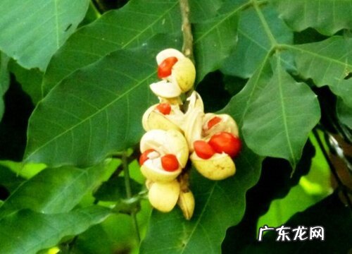 红豆会开花吗 开花的样子与颜色