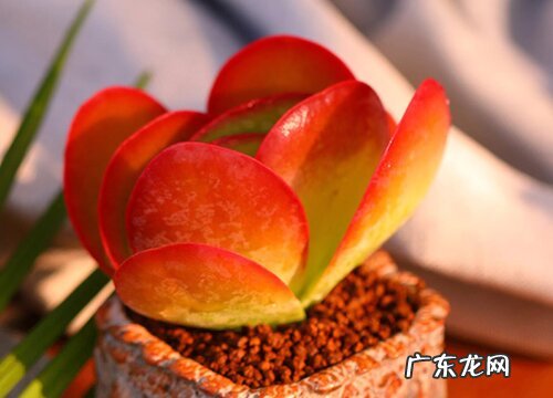 多肉唐印夏天怎么养护 夏季养殖方法