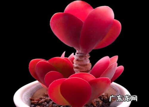 多肉唐印夏天怎么养护 夏季养殖方法