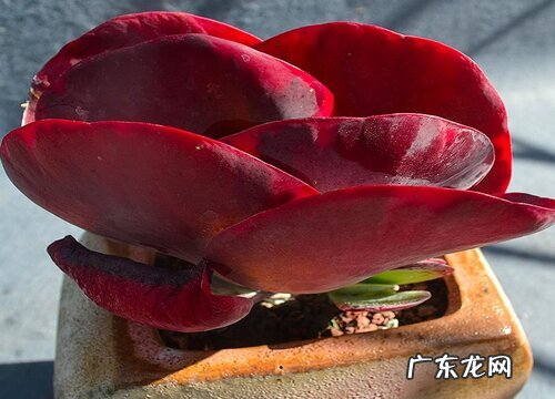 多肉唐印夏天怎么养护 夏季养殖方法