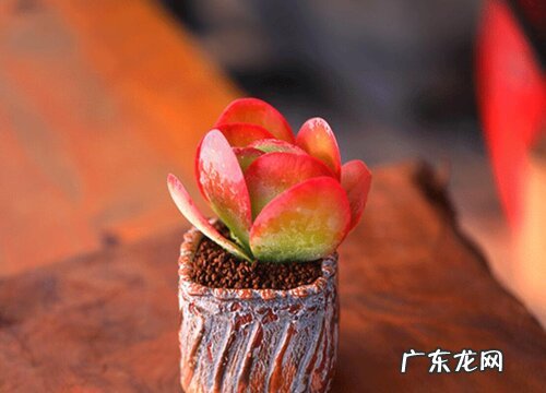 多肉唐印夏天怎么养护 夏季养殖方法