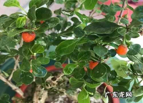 枸杞几月份成熟