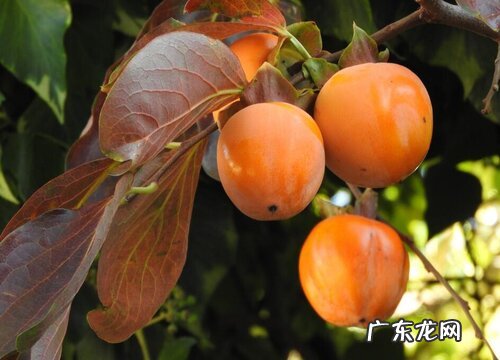 柿子几月份成熟