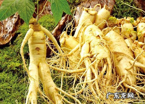 西洋参适合种在什么地方 种植需要什么条件