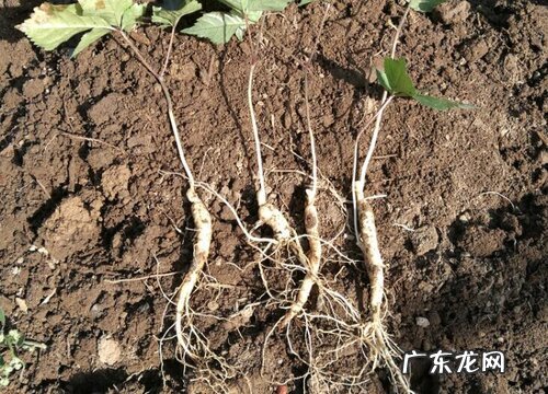 西洋参适合种在什么地方 种植需要什么条件