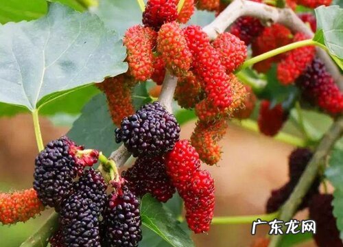 桑树适合种在什么地方 种在房子哪边好