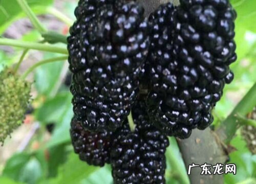 桑树适合种在什么地方 种在房子哪边好
