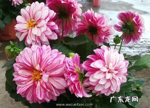 大丽花是一年生还是多年生