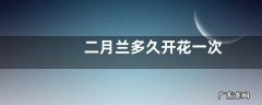 二月兰多久开花一次