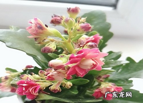 长寿花夏季怎么养护 夏季养殖方法