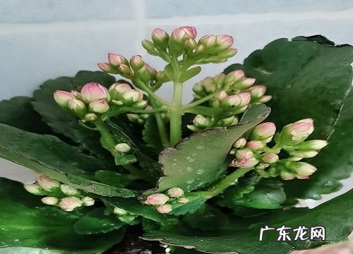 长寿花夏季怎么养护 夏季养殖方法