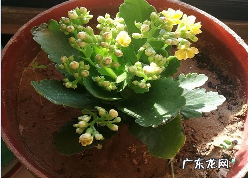 长寿花夏季怎么养护 夏季养殖方法