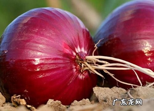 洋葱保存方法