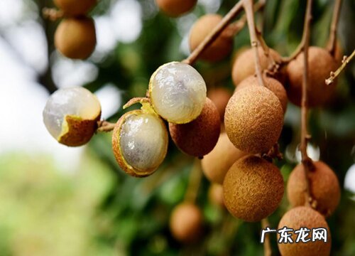 龙眼几月份成熟上市