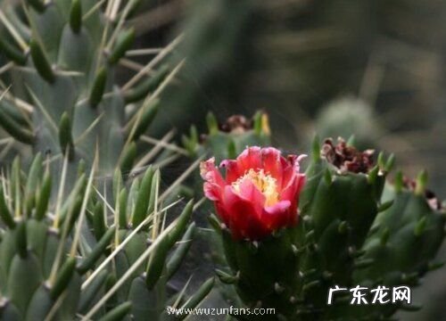 将军棒多久开花一次