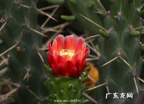 将军棒多久开花一次