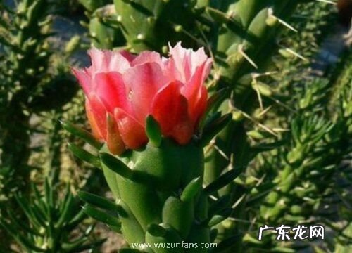 将军棒多久开花一次