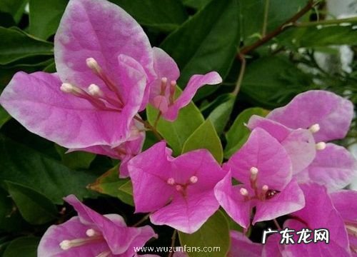 三角梅多久才开花一次