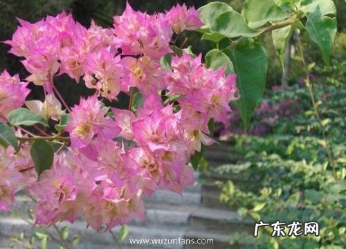 三角梅多久才开花一次