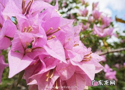 三角梅多久才开花一次