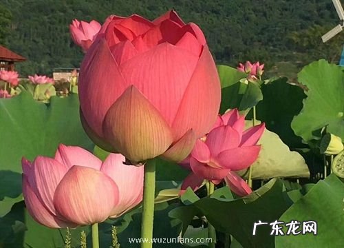 莲花多久开花一次