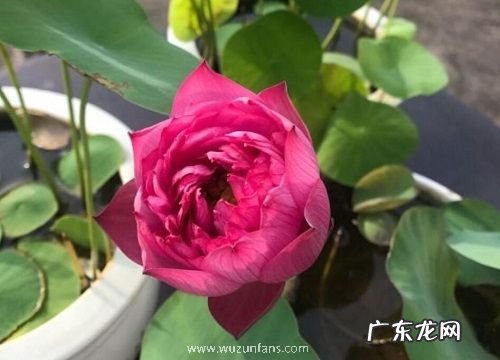 莲花多久开花一次