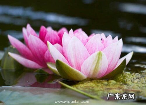 莲花多久开花一次