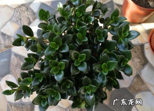 金鱼吊兰喜不喜欢阳光