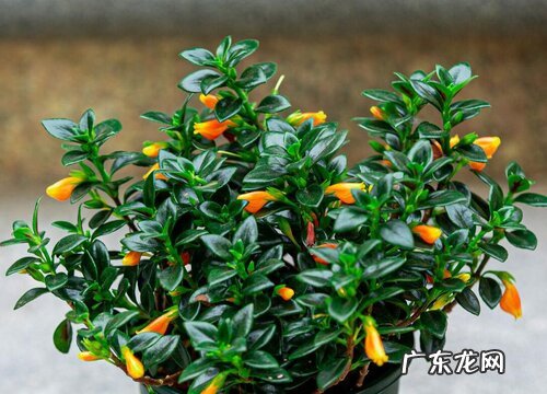 金鱼吊兰喜不喜欢阳光