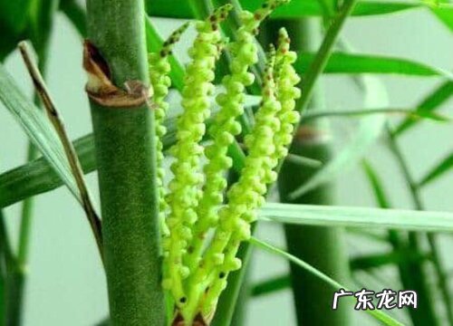 竹子多久开花一次