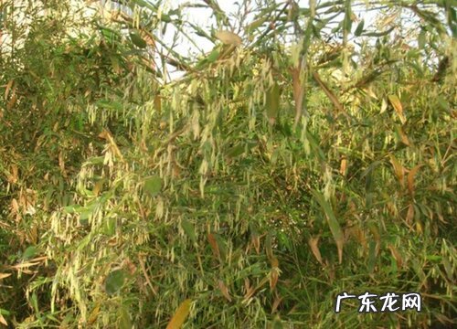 竹子多久开花一次