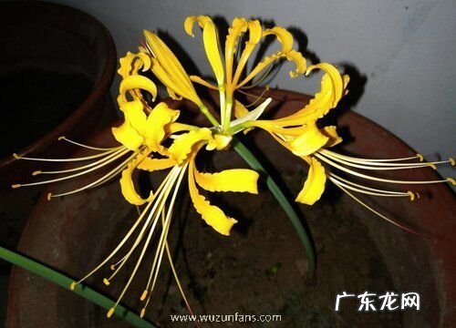 彼岸花多久才开花一次