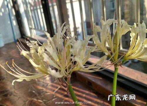 彼岸花多久才开花一次