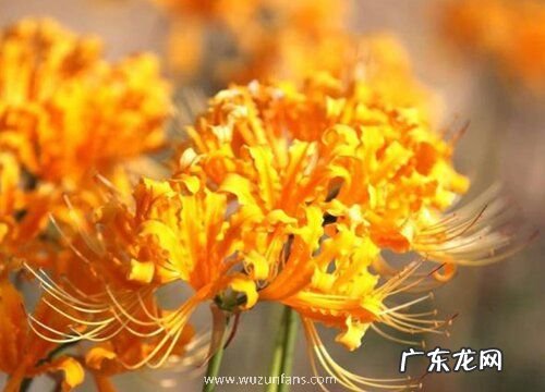 彼岸花多久才开花一次