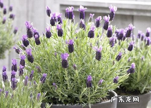薰衣草多久开花一次