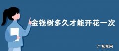 金钱树多久才能开花一次