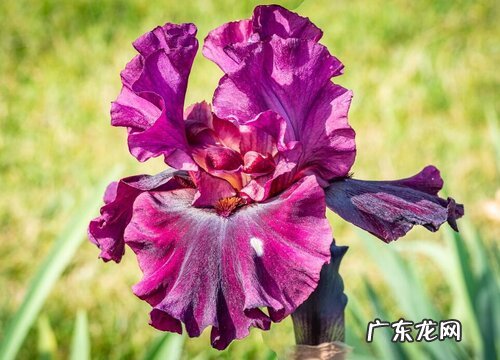 鸢尾多久开花一次