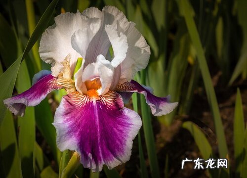 鸢尾多久开花一次