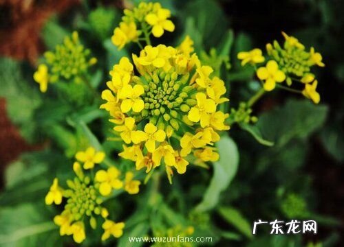 油菜的生长环境特点