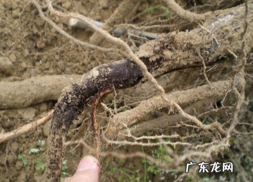 葡萄的根是什么样子的