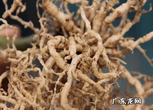 葡萄的根是什么样子的