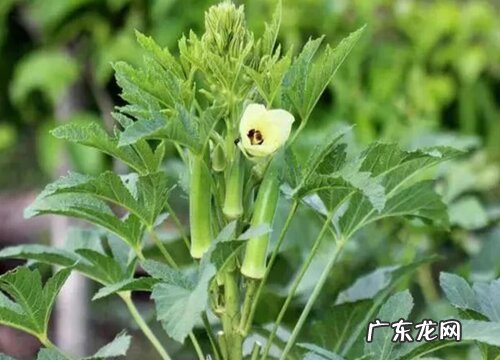 黄秋葵摘心打顶时间与方法