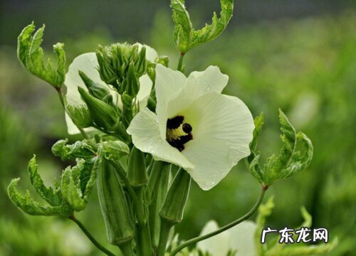 黄秋葵摘心打顶时间与方法